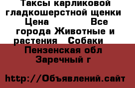 Таксы карликовой гладкошерстной щенки › Цена ­ 20 000 - Все города Животные и растения » Собаки   . Пензенская обл.,Заречный г.